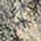 Seagrass